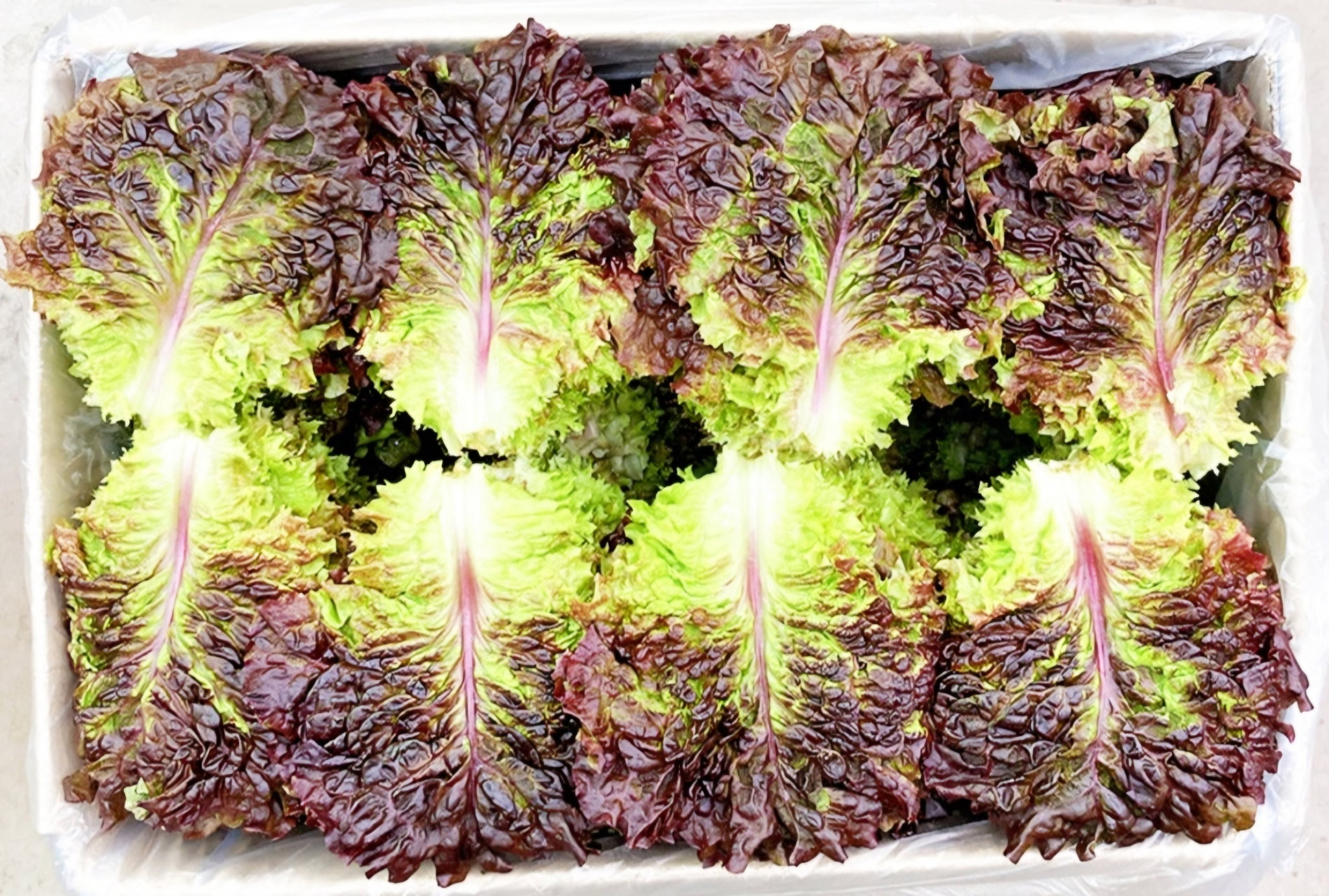 적상추 4kg  Red Leaf Lettuce 4kg_2