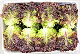 적상추 4kg  Red Leaf Lettuce 4kg