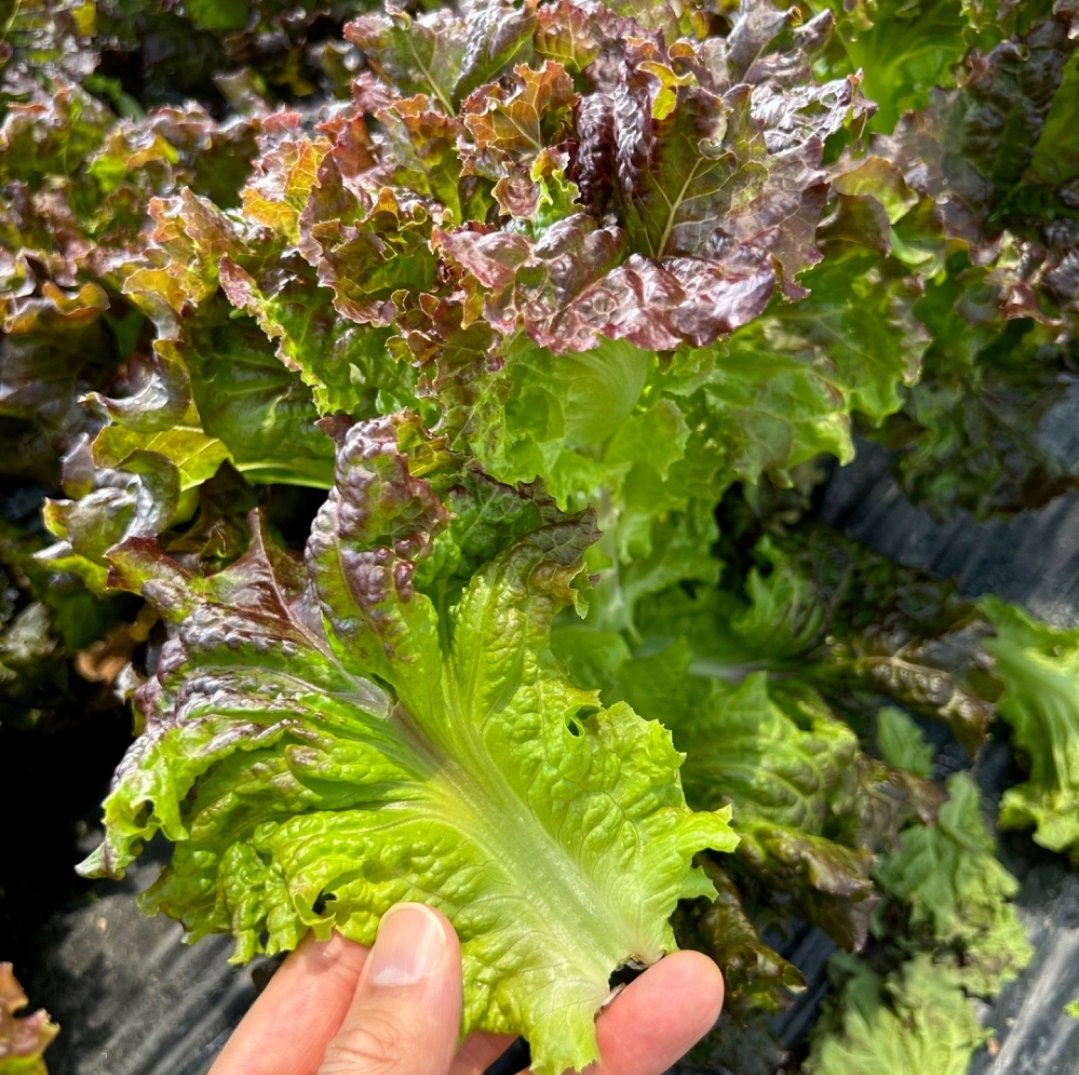 μ μμΆ 4kg Red Leaf Lettuce 4kg