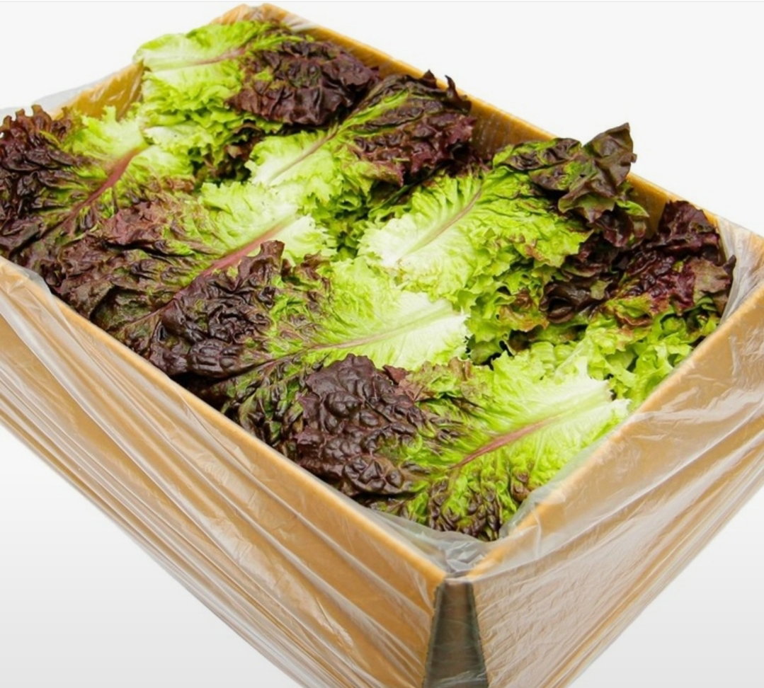 적상추 4kg  Red Leaf Lettuce 4kg_1