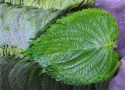 깻잎 1kg Perilla Leaves 1kg