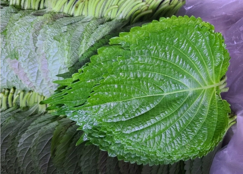 깻잎 1kg Perilla Leaves 1kg_1