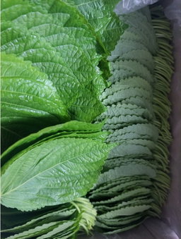 깻잎2kg Perilla Leaves 2kg