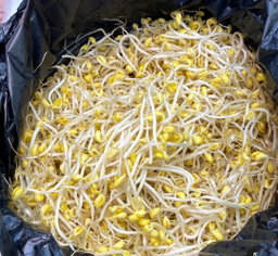 일자(찜용)콩나물 3.5kg Stew-Use Bean Sprouts 3.5kg