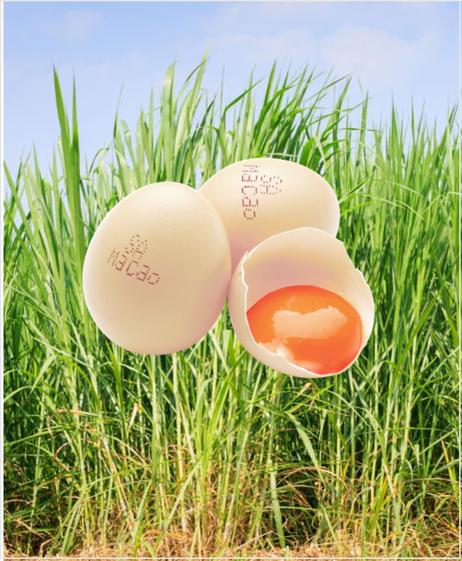 3 马草鸡蛋 AB级🥚 Napier Grass Chicken Egg A/B Grade RM33/tray of 30pc