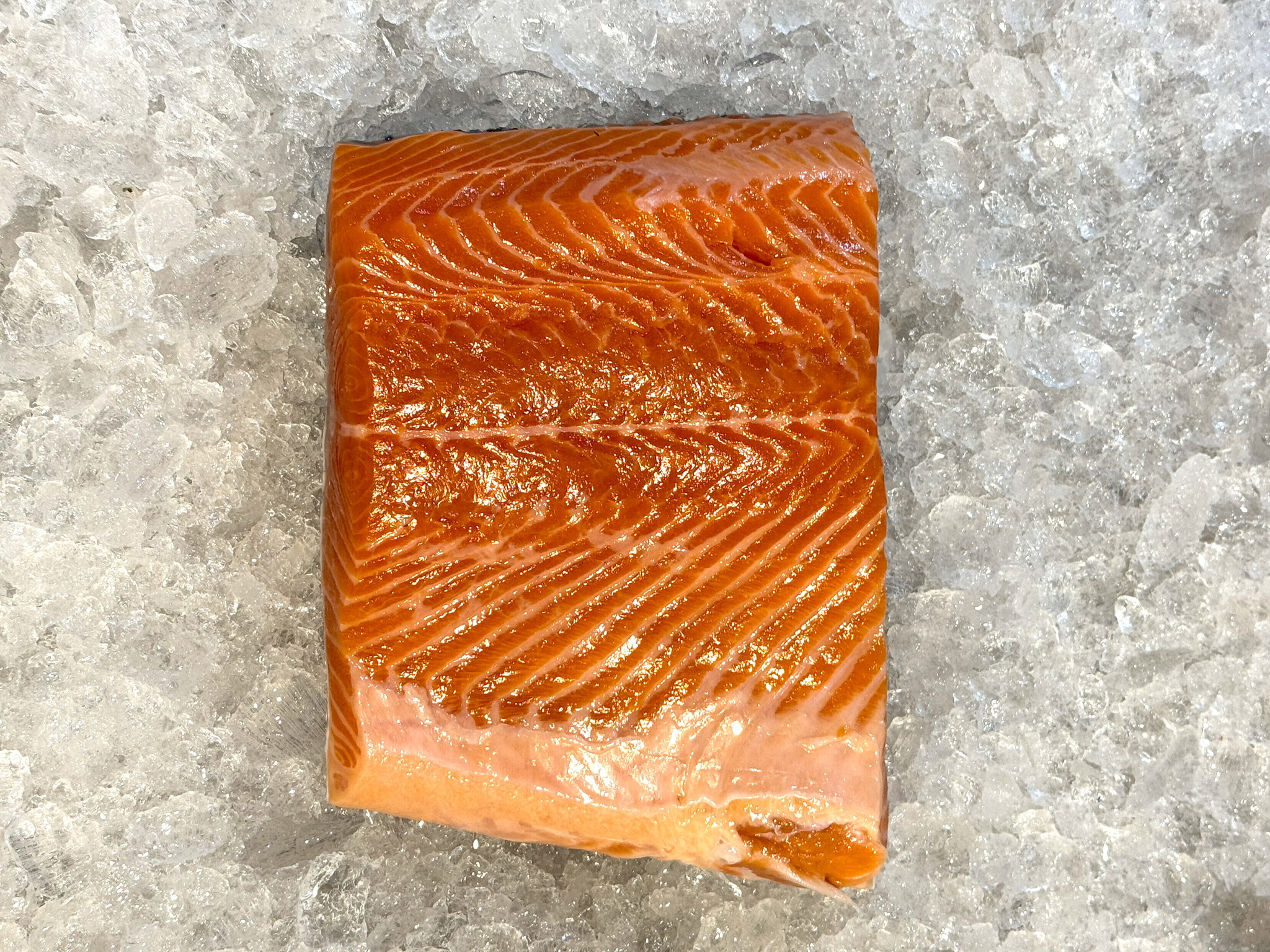 Salmon Trout _1