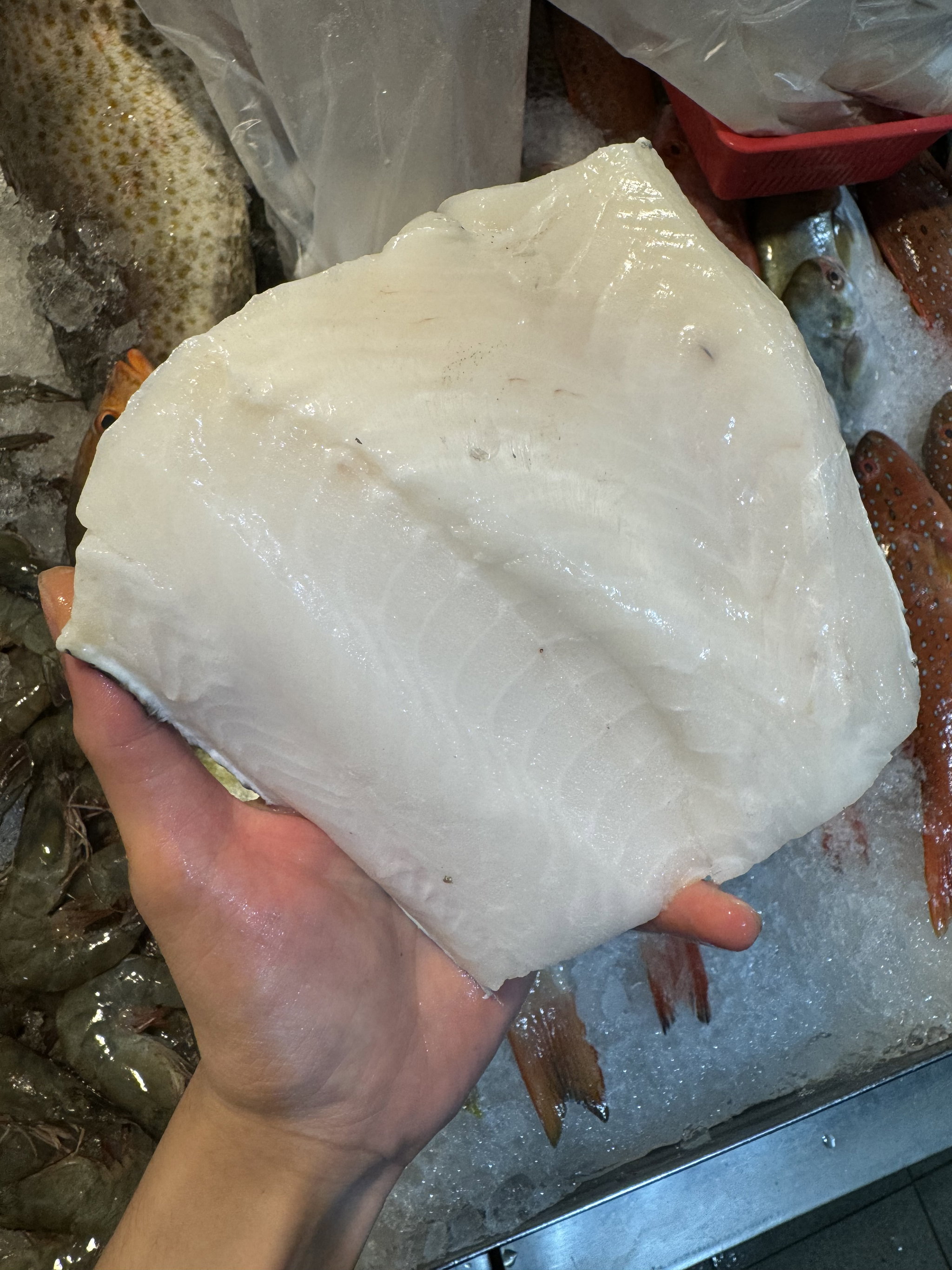 Snow Cod_0
