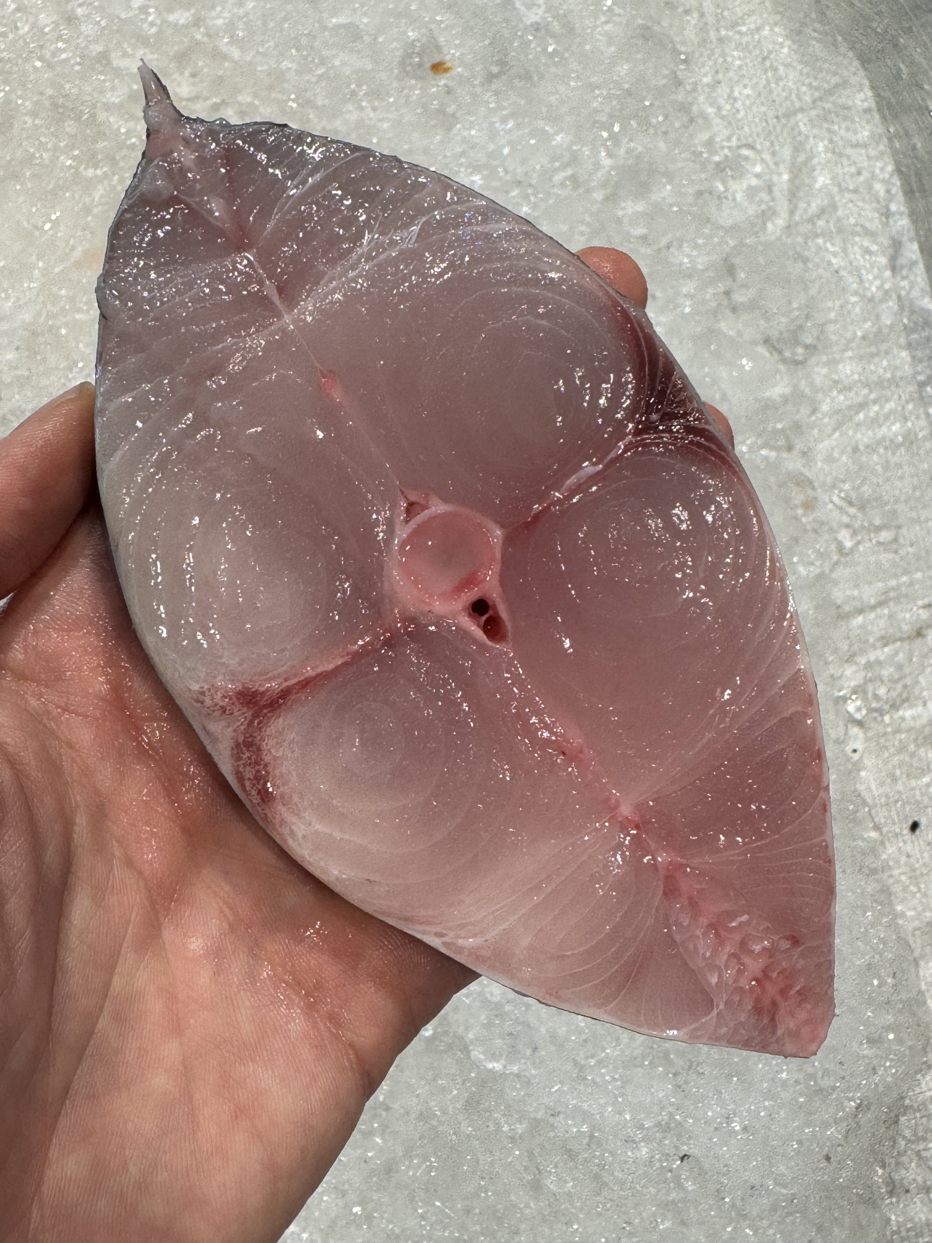 Spanish Mackerel (Batang)