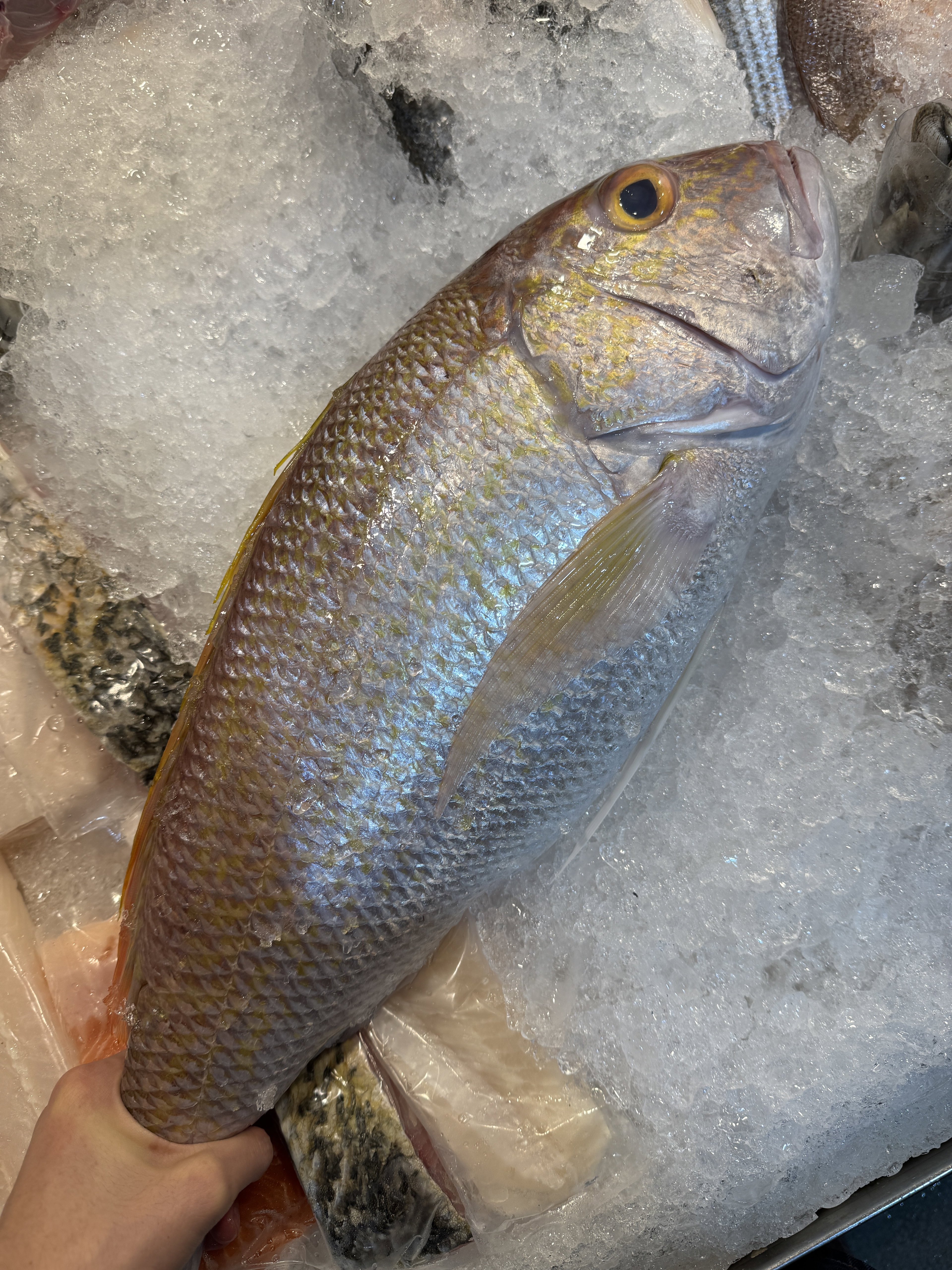 White Snapper (Ang Ko Li) 