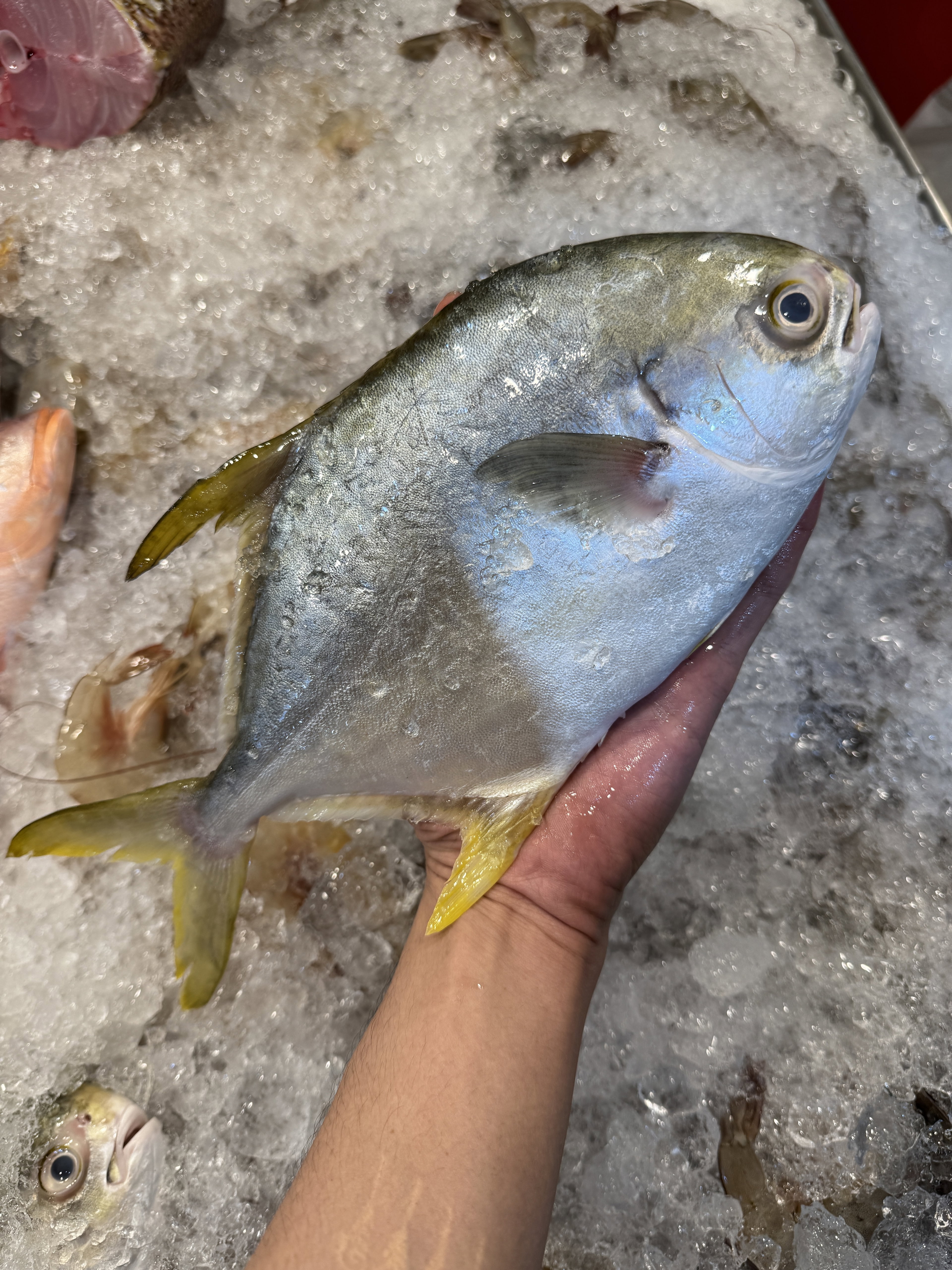Golden Pomfret 