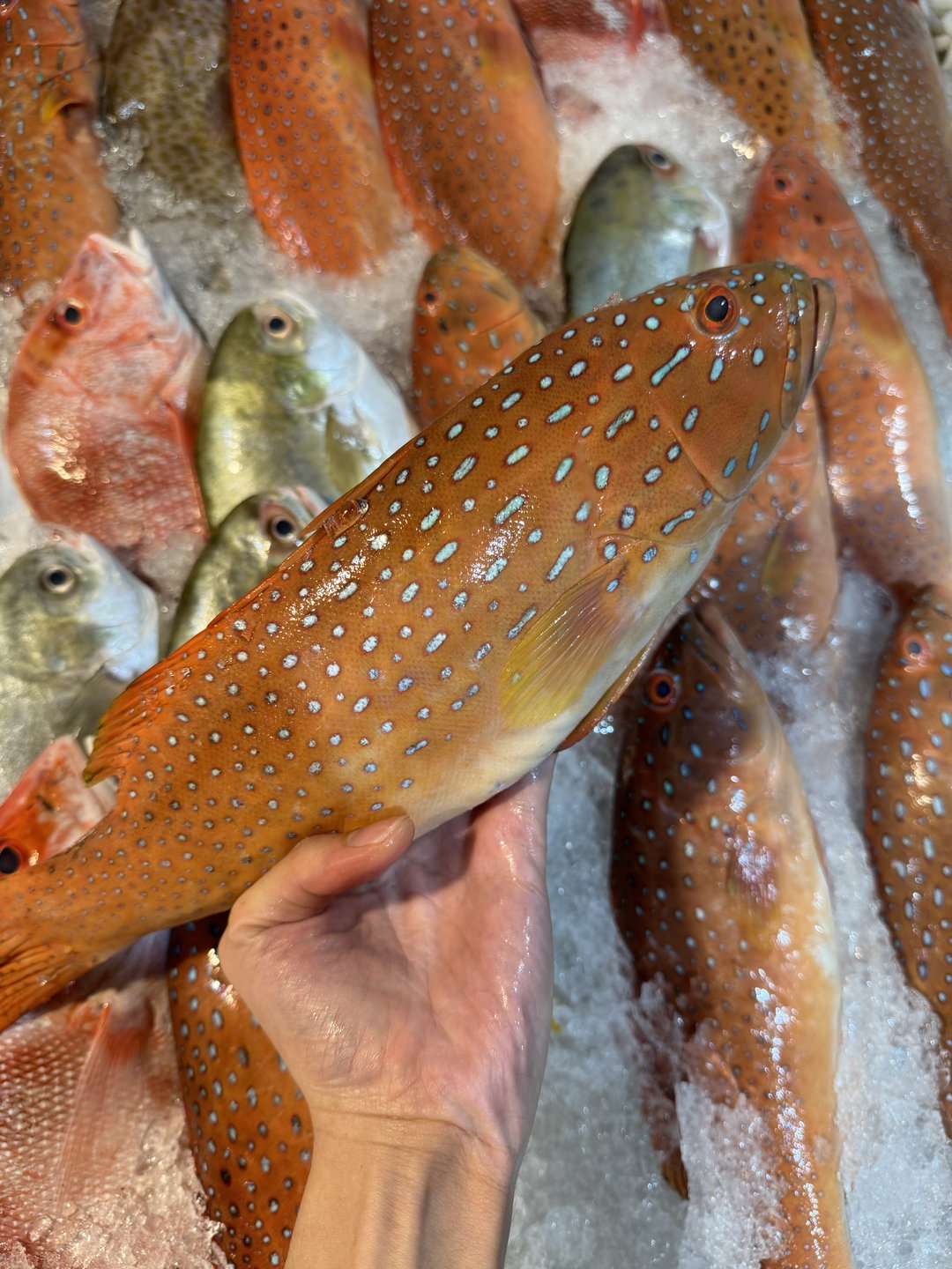 Red Grouper