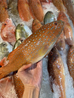 Red Grouper