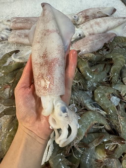 Sotong