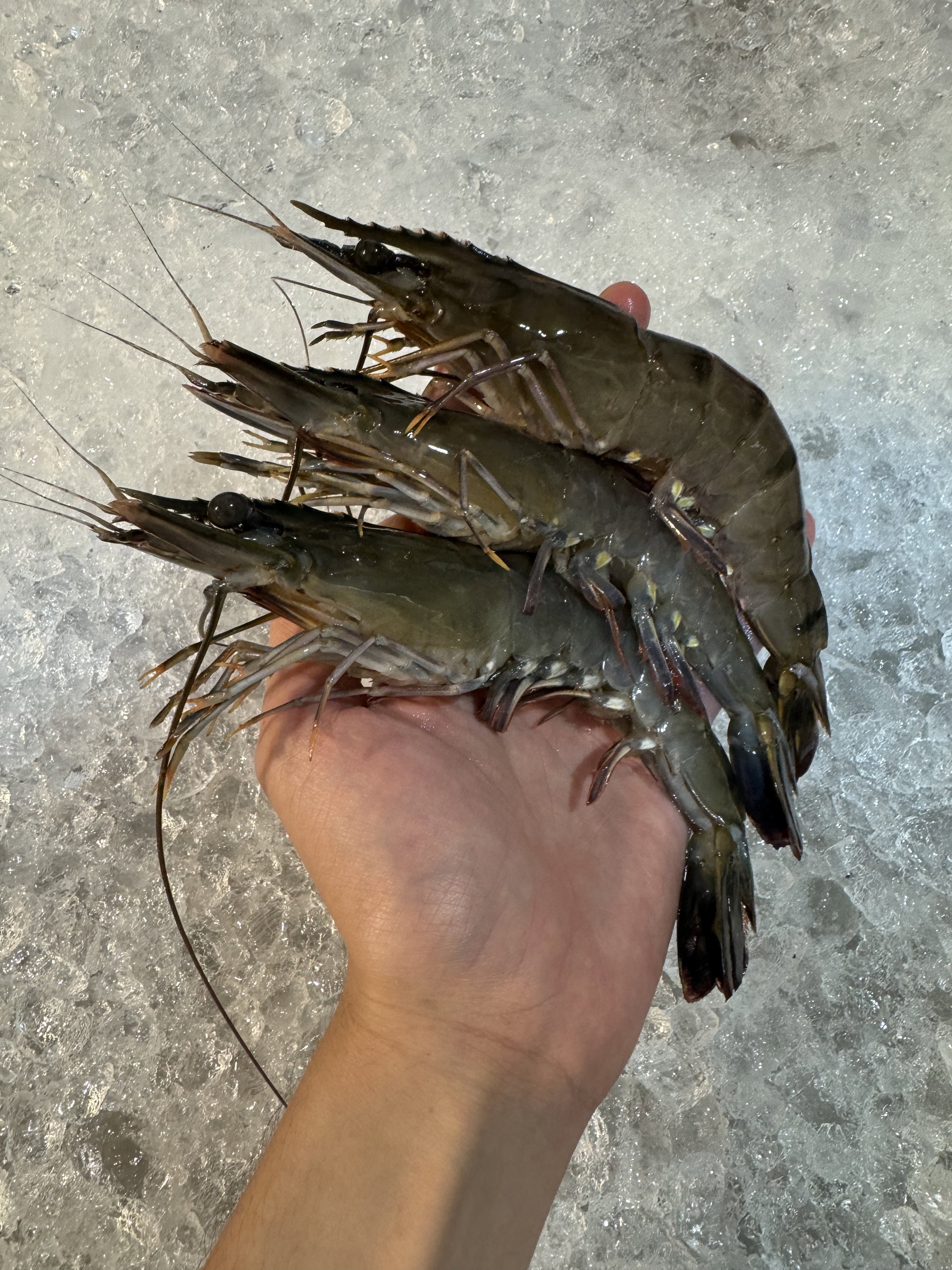 Tiger Prawn _0