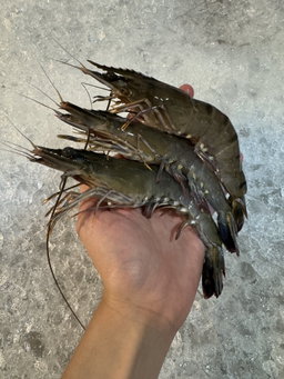 Prawns