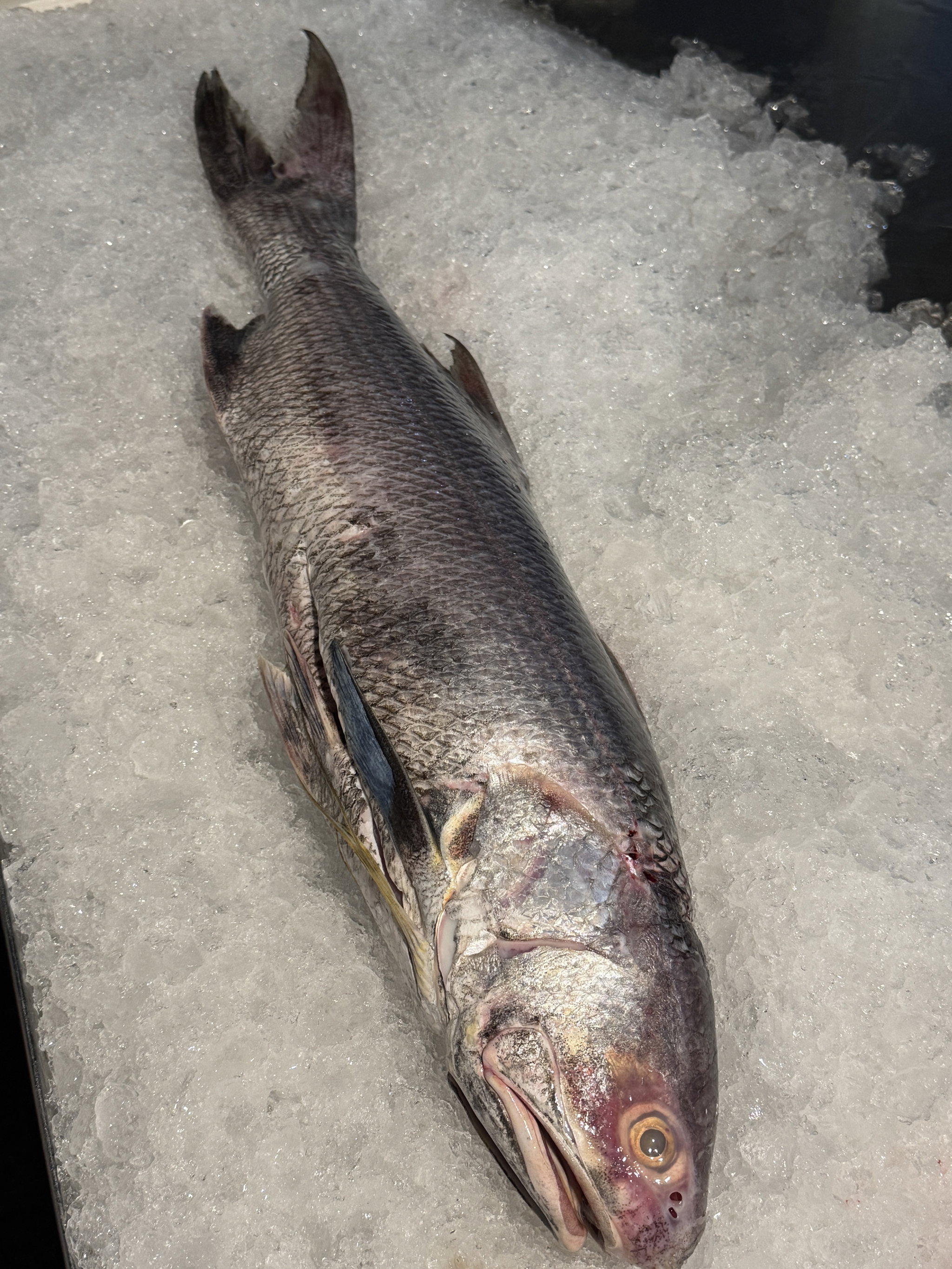 Threadfin (Bailai/Surubaya)_0