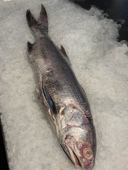 Threadfin