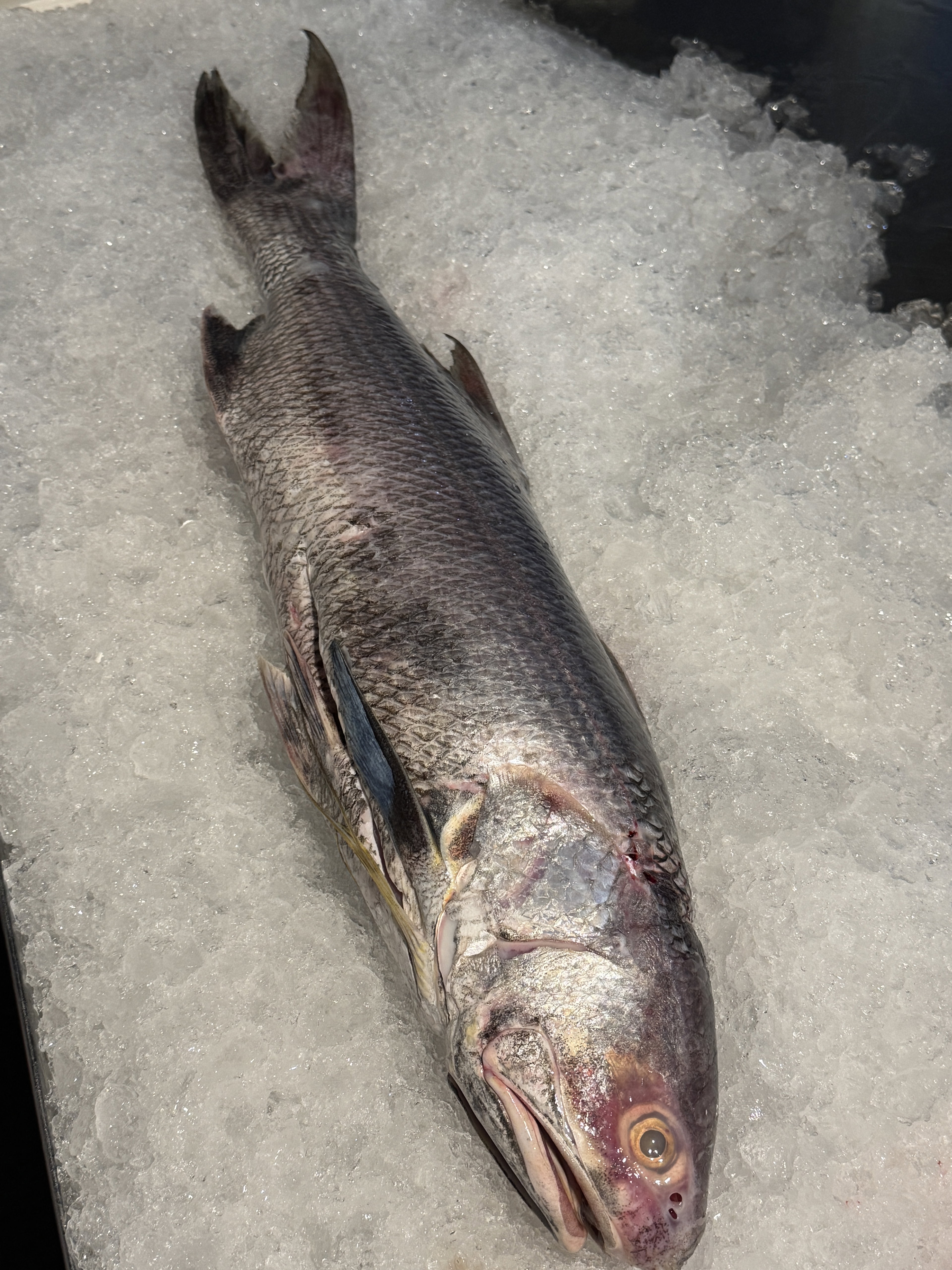 Threadfin (Bailai/Surubaya)