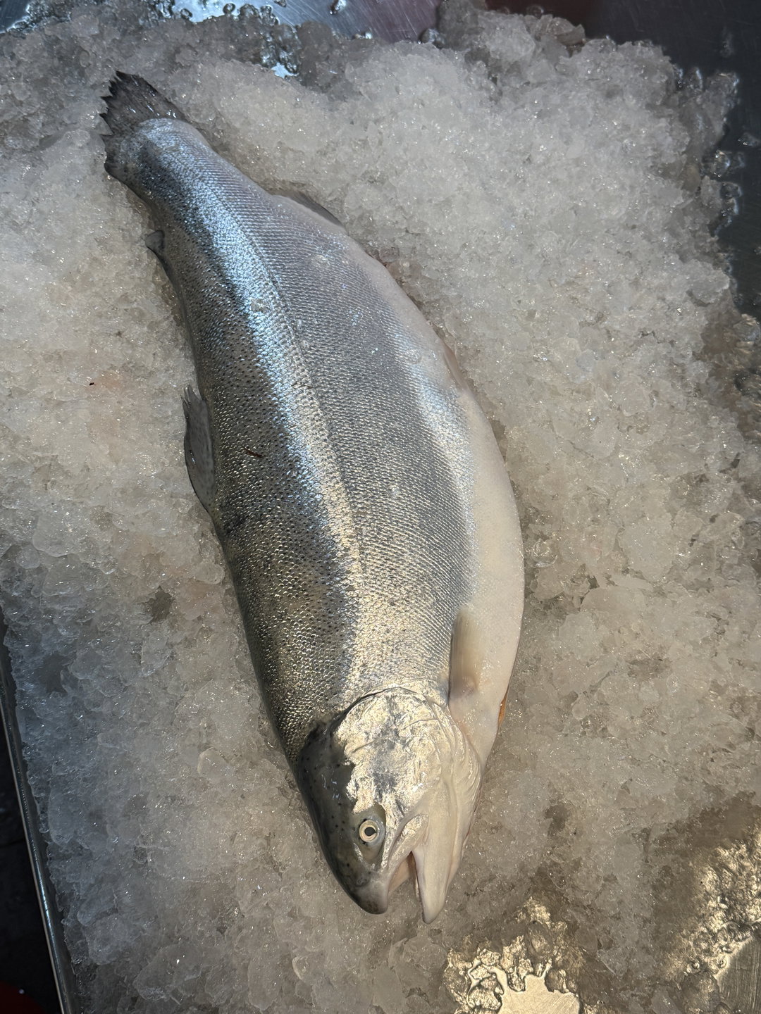 Salmon Trout 