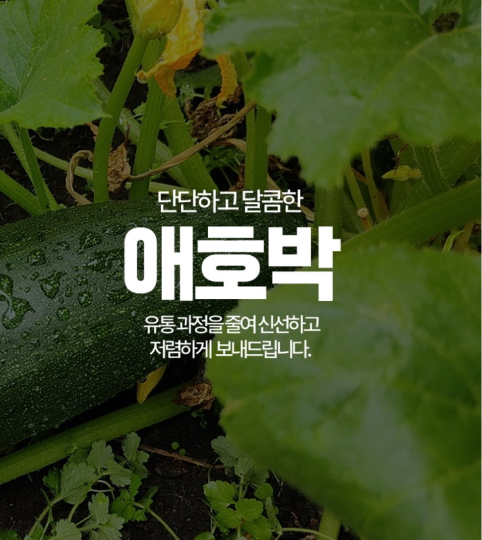 인큐애호박/상 국내산 1박스 (20개입) Premium Korean Zucchini (Box of 20)_1