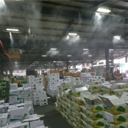 인큐애호박/상 국내산 1박스 (20개입) Premium Korean Zucchini (Box of 20)