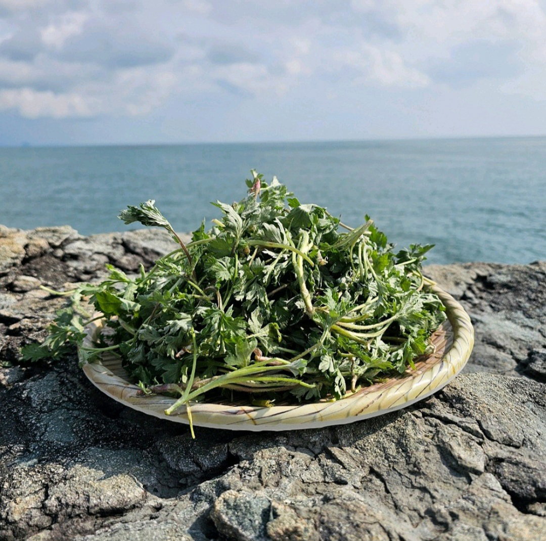 생 쑥 2kg Fresh Mugwort 2kg_0