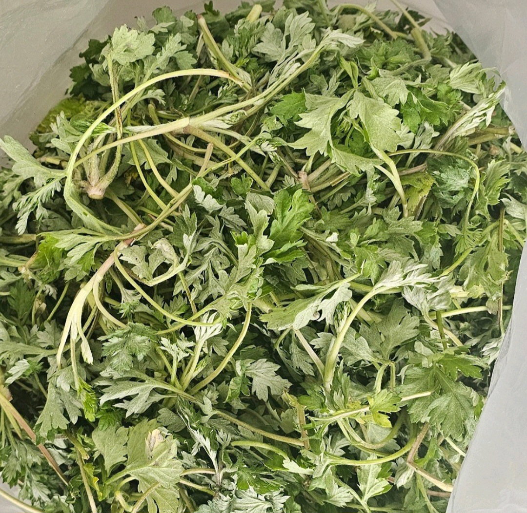 생 쑥 2kg Fresh Mugwort 2kg_2