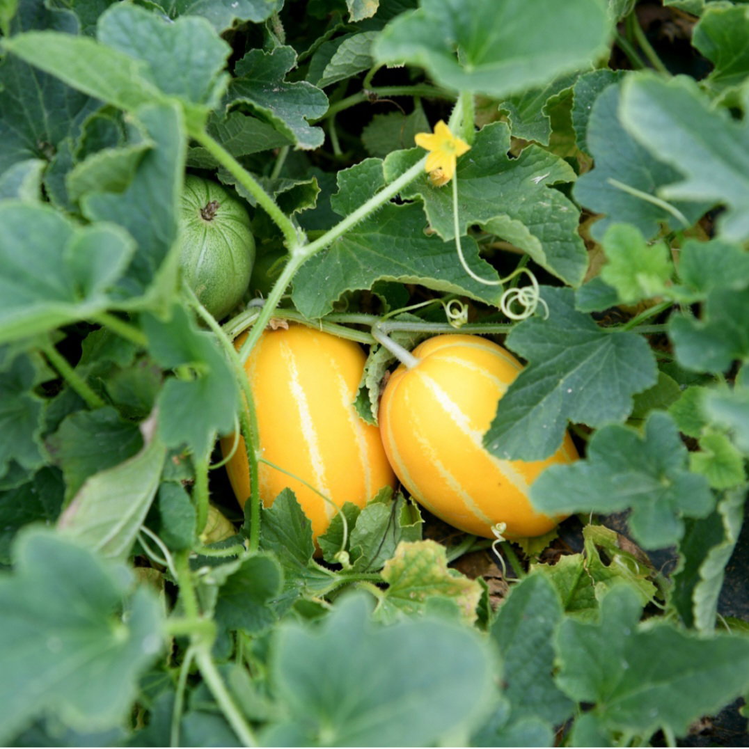 참외 5kg Korean Melon 5kg_0