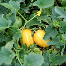 참외 5kg Korean Melon 5kg