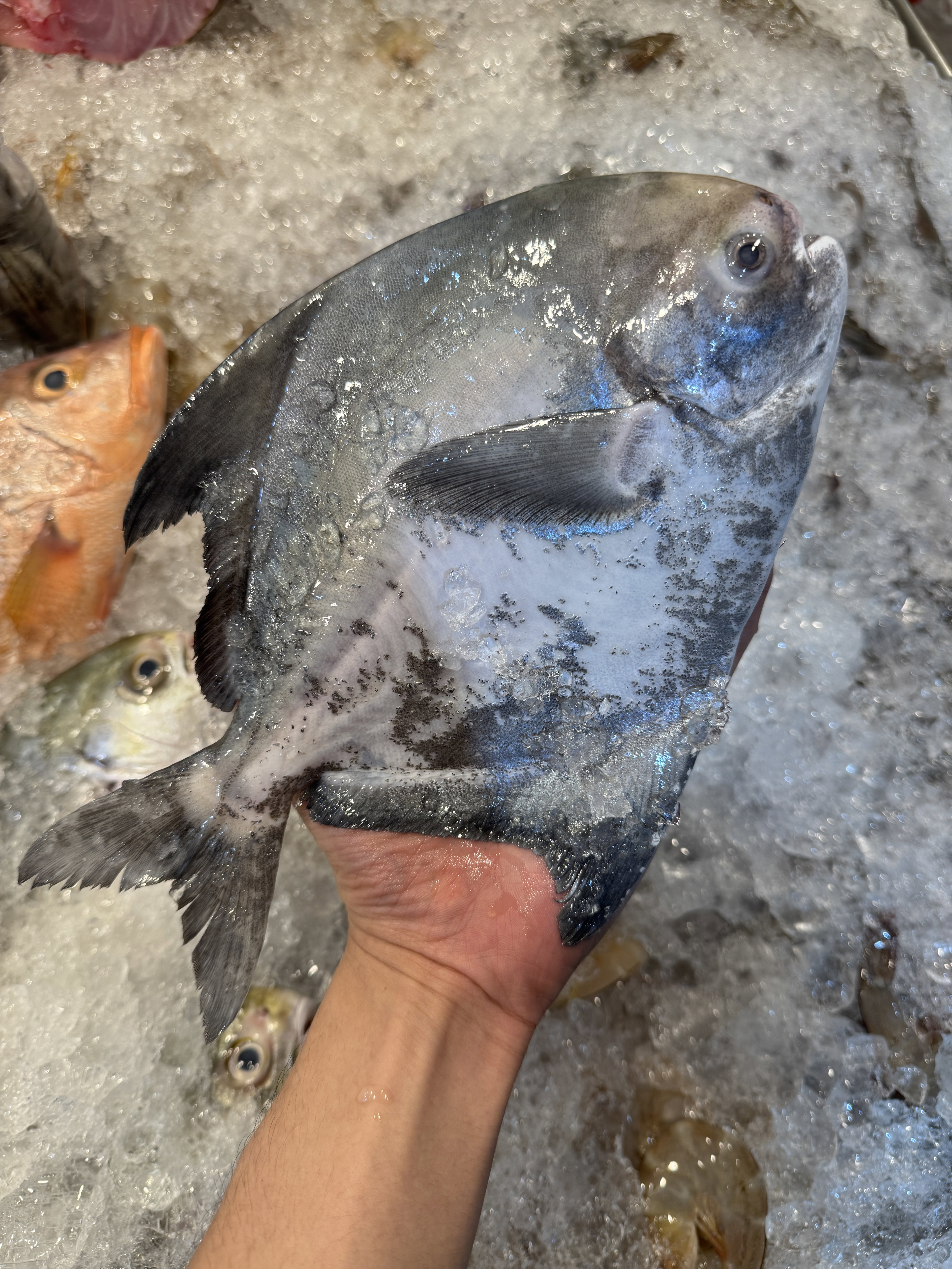 Chinese Pomfret
