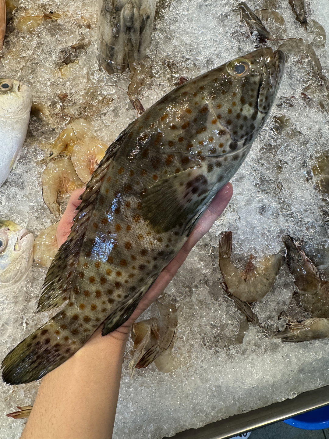 Black Grouper