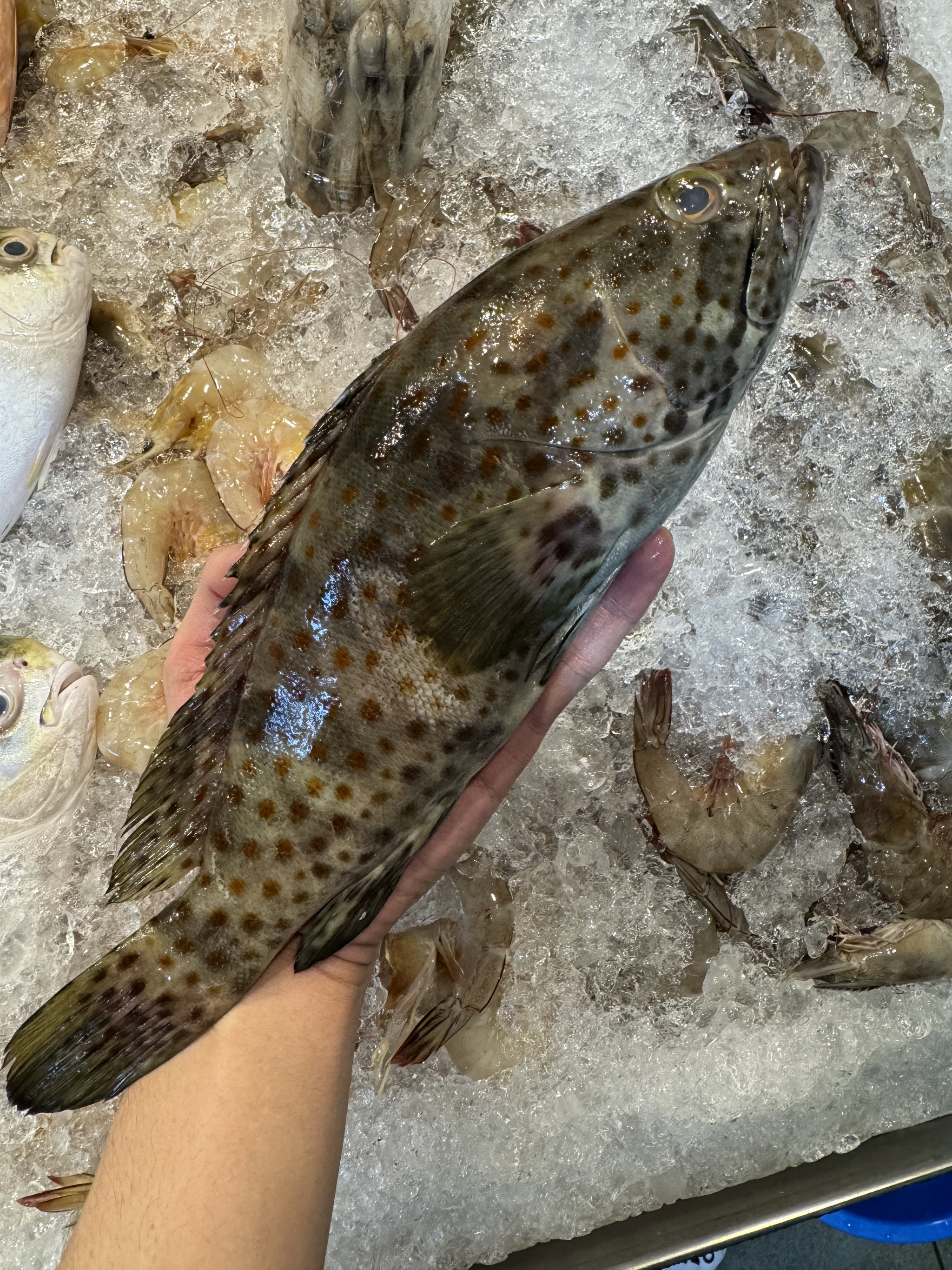 Black Grouper_0