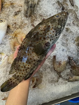 Black Grouper