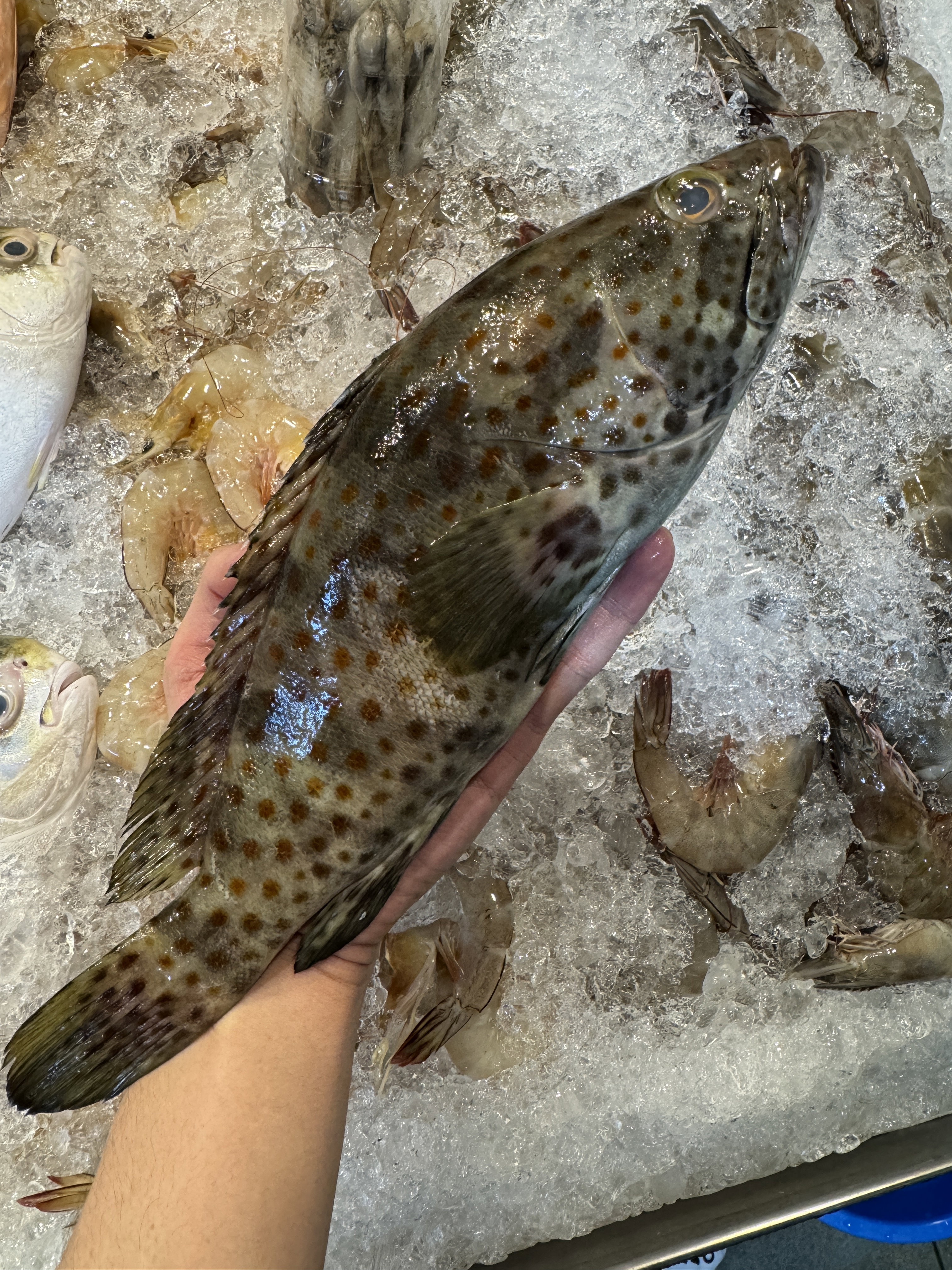 Black Grouper