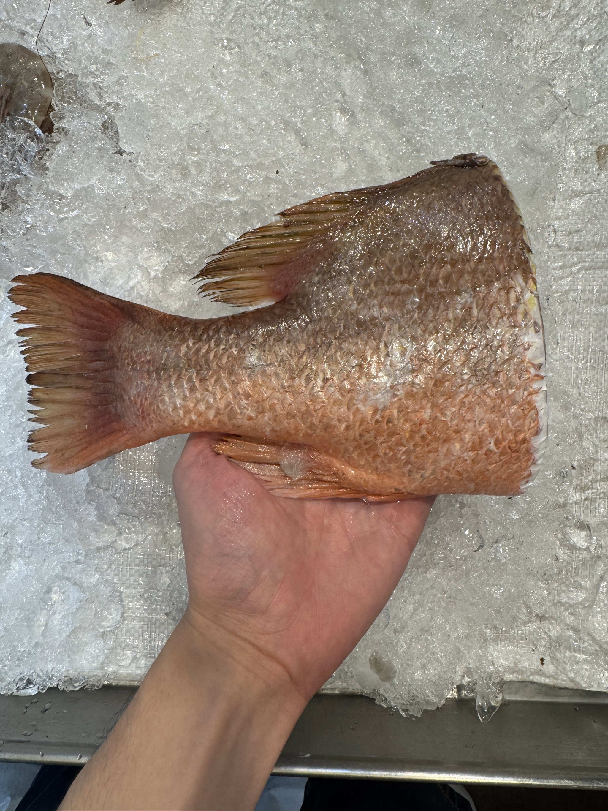 Red Snapper_3