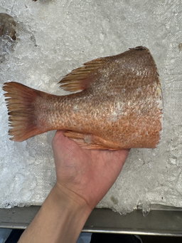 Red Snapper