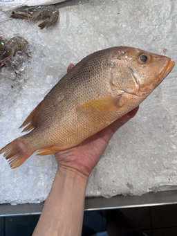 Red Snapper