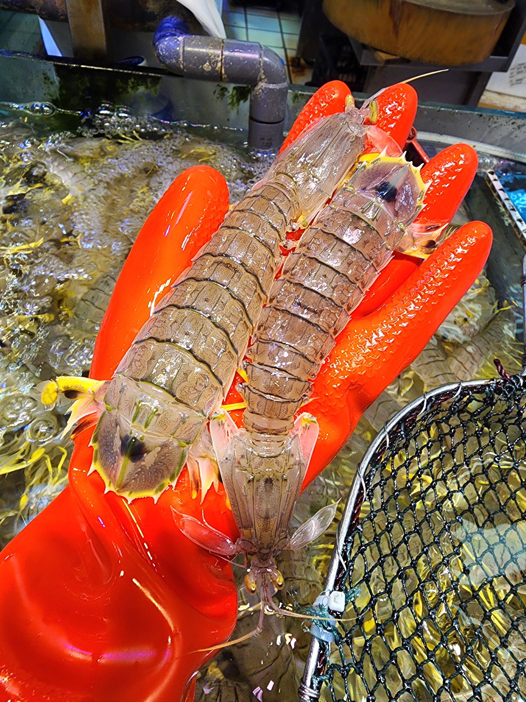 泰國長頸尿蝦🦐（中size）（4隻❗️）（約10 -12兩）_0