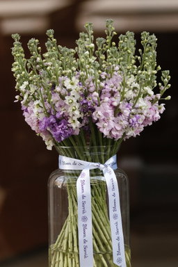 Matthiola In A Vase