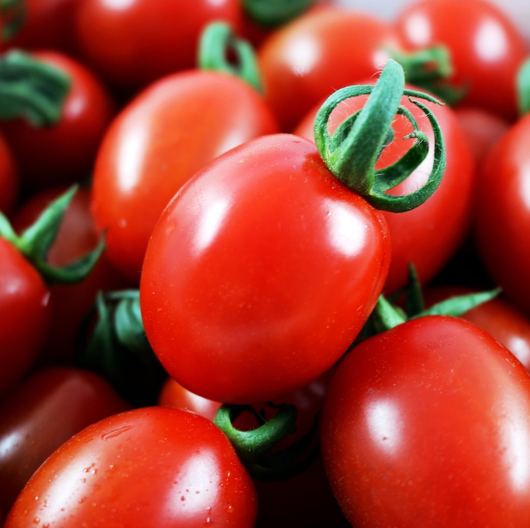 스테비아 방울토마토 Stevia Cherry Tomatoes_0