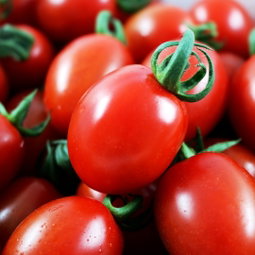 스테비아 방울토마토 Stevia Cherry Tomatoes