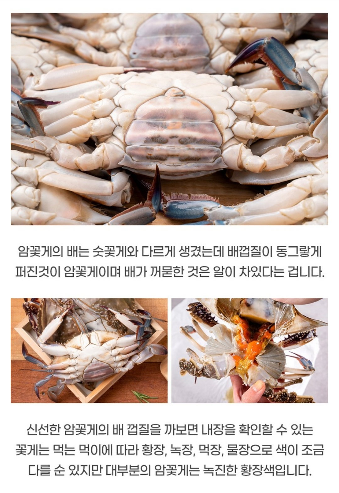 서산 냉동 암꽃게 10kg 50미 꽃게 Seosan Frozen Female Blue Crab 10kg (50 pcs)_3