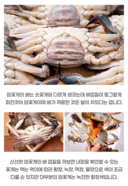 서산 냉동 암꽃게 10kg 50미 꽃게 Seosan Frozen Female Blue Crab 10kg (50 pcs)