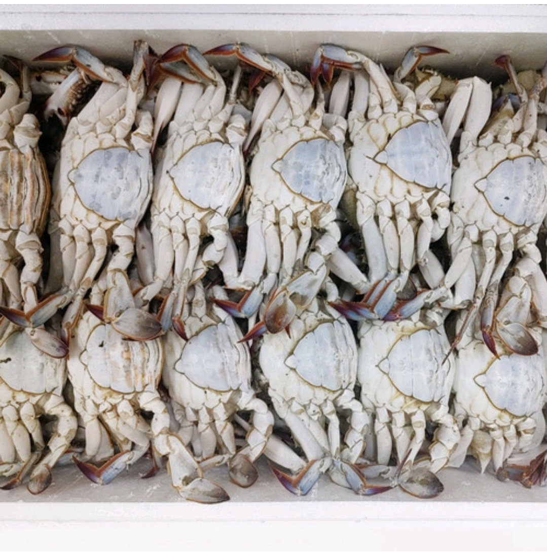 서산 냉동 암꽃게 10kg 50미 꽃게 Seosan Frozen Female Blue Crab 10kg (50 pcs)