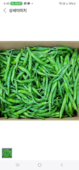 국내산 맛있는 햇 꽈리고추 특품, 4kg Fresh Korean Shishito Peppers 4kg