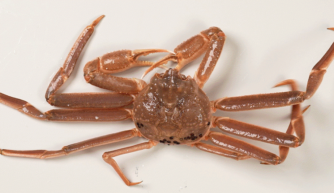 대게 2kg이상 (2마리) King Crab Over 2kg (2 pcs)_3