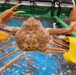 대게 2kg이상 (2마리) King Crab Over 2kg (2 pcs)
