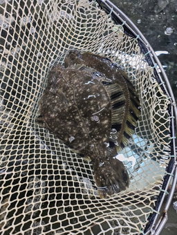 국내산 도다리 강도다리회 새꼬시 순살,300g  Korean Flatfish & Flounder Sashimi (300g)
