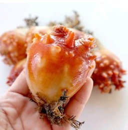 멍게 280g Costco Sea Squirt 280g