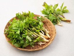 두룹250g  Toothed Ixeris Shoots 250g